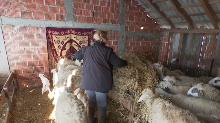 Na Baniji novi problemi - brojna stoka jo&scaron; uvijek nezbrinuta, seljaci pred bankrotom, traže pomoć: 'Država nam ni&scaron;ta nije pomogla'