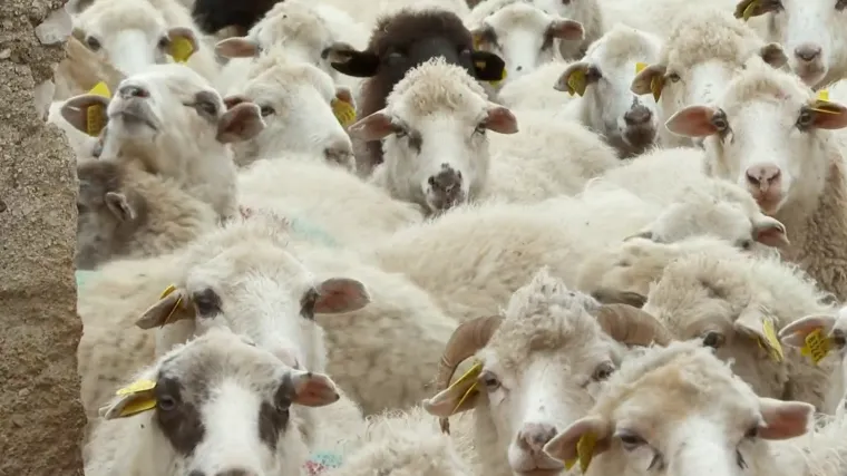 Direkt na Pagu s prvim janjcima ove godine. 'Pu&scaron;tamo im domaću muziku, ni&scaron;ta od Zrća'