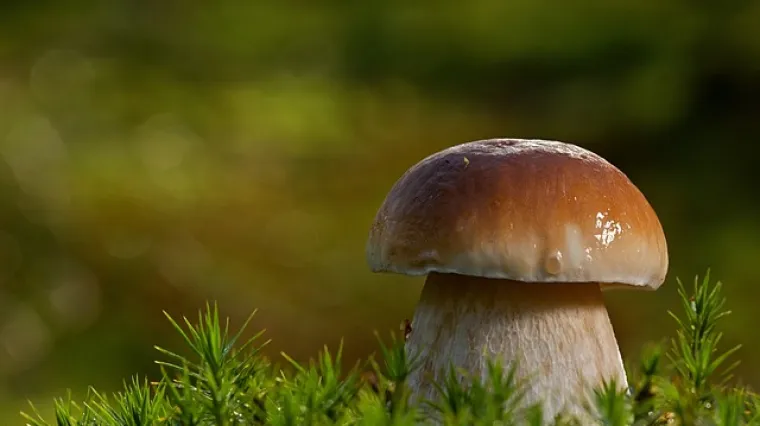 Kako pripremiti su&scaron;ene vrganje?