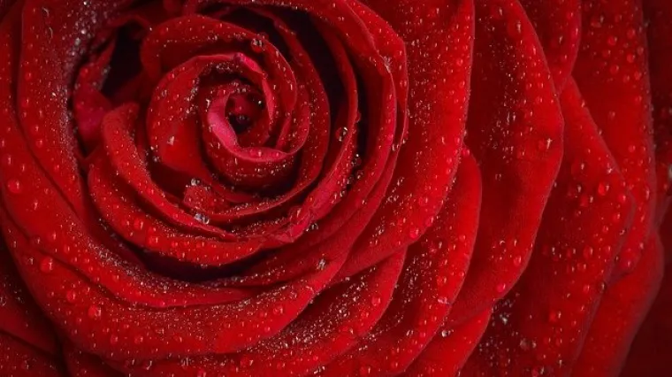 Crvena boja - boja energije i vitalnosti