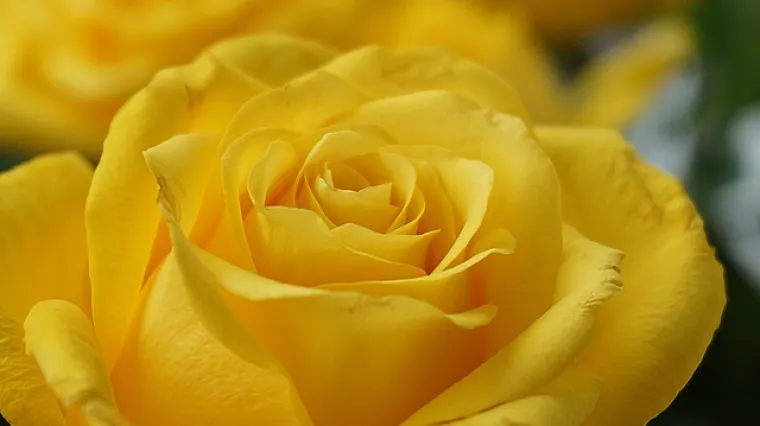 Što znači žuta boja? Koje je značenje žute boje?