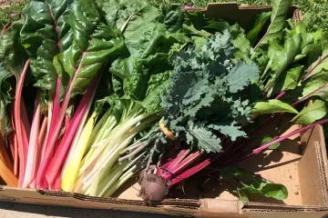 Blitva s jajima i mlijekom - recept i priprema