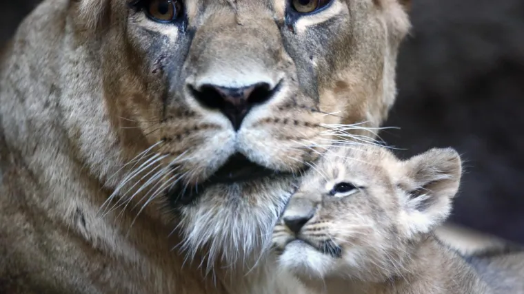 U Crnoj Gori sveopća potraga za lavom, pobjegao vlasniku u Budvi. Ali, nema panike..