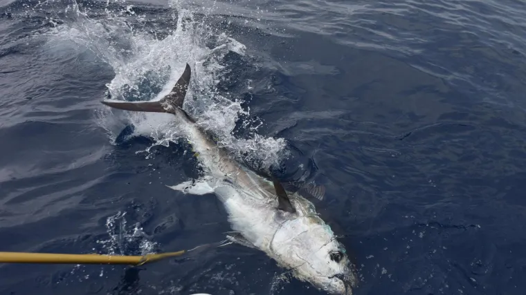 Zbog poslova vezanih uz uzgoj tune, Hrvatskoj sada stigla službena opomena Europske komisije. Žele i kaznene mjere