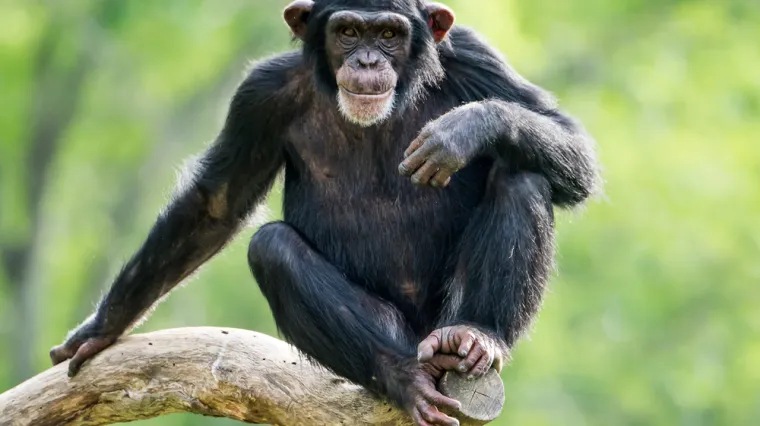 Dlakavi smo poput čimpanzi, imamo pruge poput zebre, a najbolje od svega je s kime razgovaramo u glavi