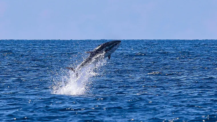 EK jučer ukorila RH zbog tune. Ministrica inspektoru zviždaču danas kaže da laže, on uzvraća: 'Sad vam je do&scaron;la EK!'