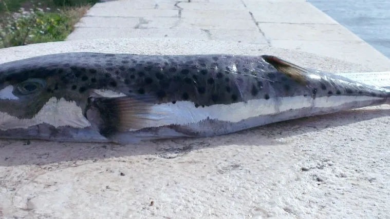 Objavljeno upozorenje o otrovnoj ribi u Jadranu: Izbjegavajte direktan kontakt, a nipo&scaron;to je nemojte jesti!