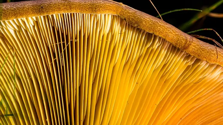 Kako pripremiti sunčanice za ukusan ručak