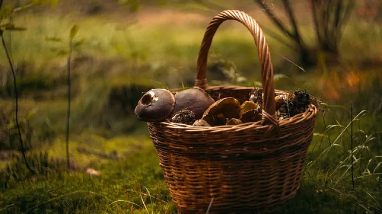 Kako pripremiti gljive bukovače?