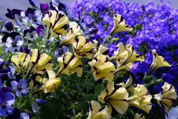 Kako kombinirati surfinije na balkonu