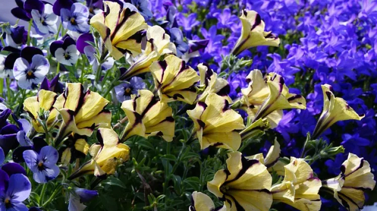 Razlika između petunija i surfinija