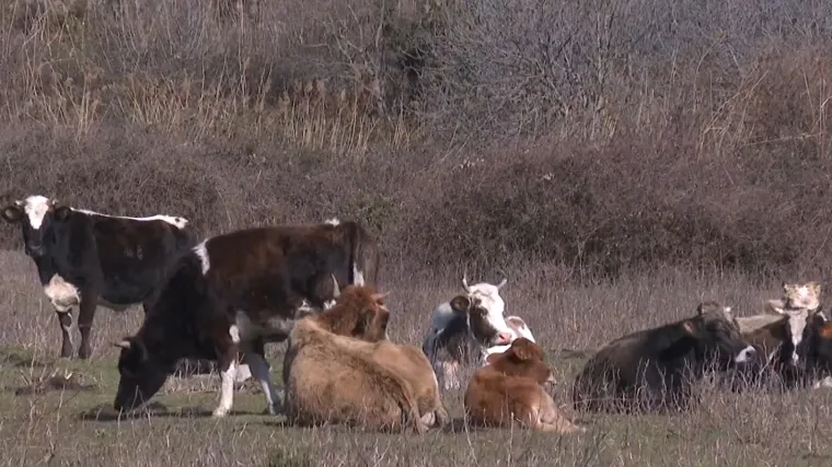 Pojeden kupus, polomljene grane i stope u zemlji: Goveda bez nadzora haraju Dolinom Neretve