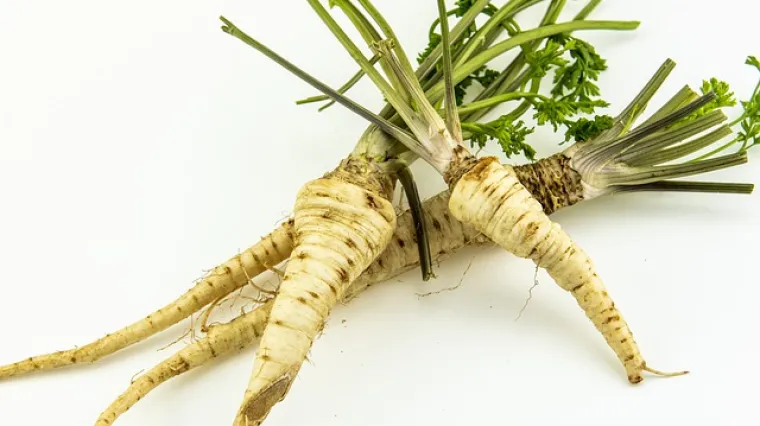 Kako napraviti čaj od svježeg per&scaron;ina?