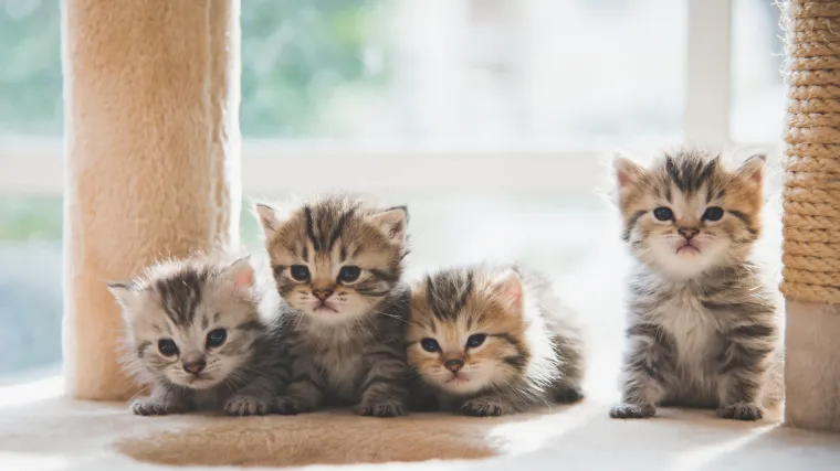 Referendumi u &Scaron;vicarskoj: Ne žele zabranu izvođenja pokusa na životinjama! Žele jo&scaron; strože udariti po reklamama duhana