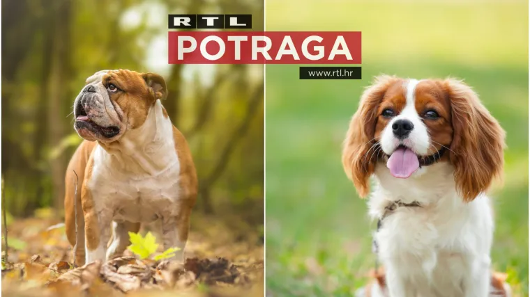 Potraga istražuje za&scaron;to su Norvežani djelomično zabranili pojedine vrste pasa i gdje je granica uzgoja životinja prema zahtjevima trži&scaron;ta