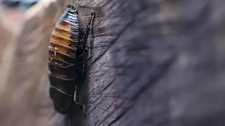 Valentinovo po mjeri Engleza! U tamo&scaron;njem ZOO možete žohara imenovati po biv&scaron;em partneru ili najgorem političaru