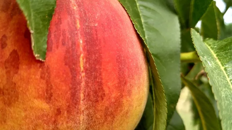 Rakija od bresaka - recept i priprema