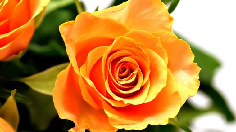 Koja boja ide uz narančastu?