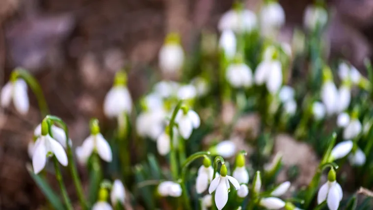 Uberete li vi&scaron;e od pet stručaka cvijeća, riskirate 200.000 kuna kazne, prodavačica cvijeća: 'Oni ni&scaron;ta ne kuže'