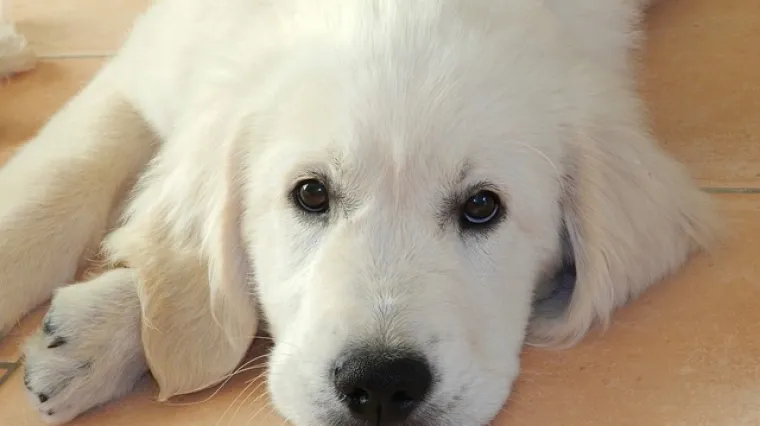 Kako napraviti &scaron;ampon za psa?