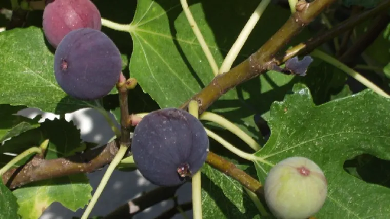 Obična smokva - karakteristike i uzgoj