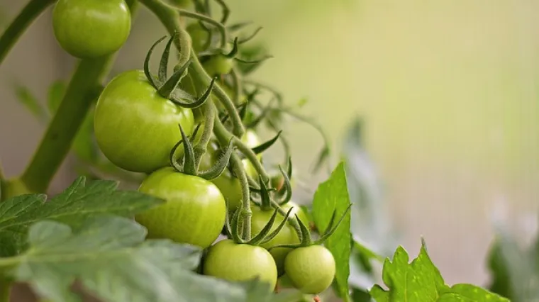 Recept za domaći ajvar od zelnih rajčica