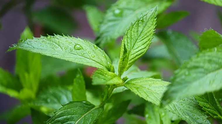 Kako se slažu kopriva i med?