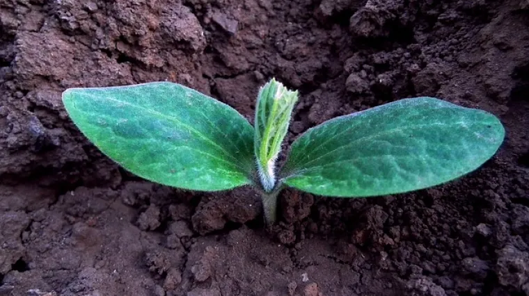 Koja je razlika između eko i bio?