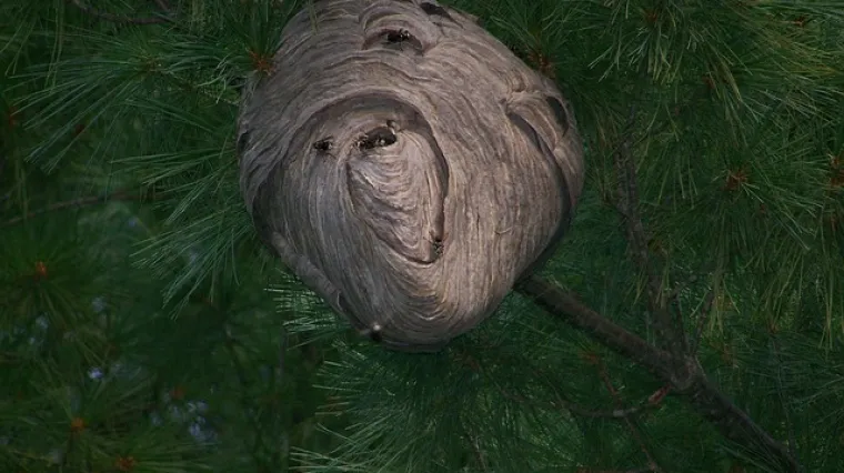 Uklanjanje osinjaka - kako ukloniti osinjak?