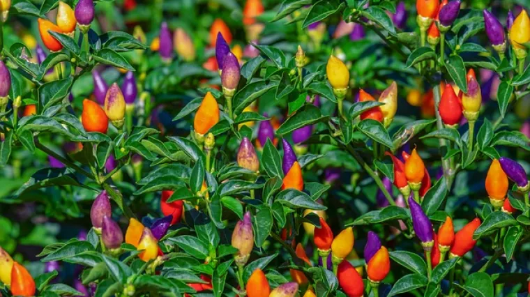 Koje su poznate stare sorte paprika?