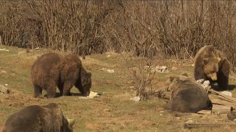 RTL u posjeti onih koji ne znaju da je u Ukrajini počeo rat, koje ne zamara pandemija. Probudili se medvjedi u kuterevskom utoči&scaron;tu