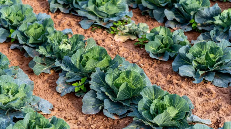 Domaćeg kupusa imamo dovoljno, ali uskoro ćemo pojesti krumpir, fali i jabuka, mljekarska industrija je na koljenima