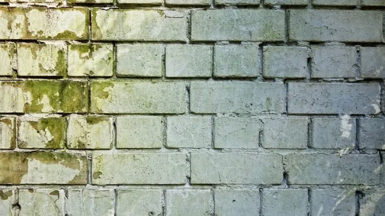 Kako se riješiti zelene plijesni na zidu?