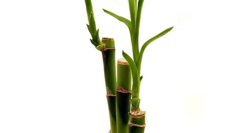 Savjeti za presađivanje bambusa