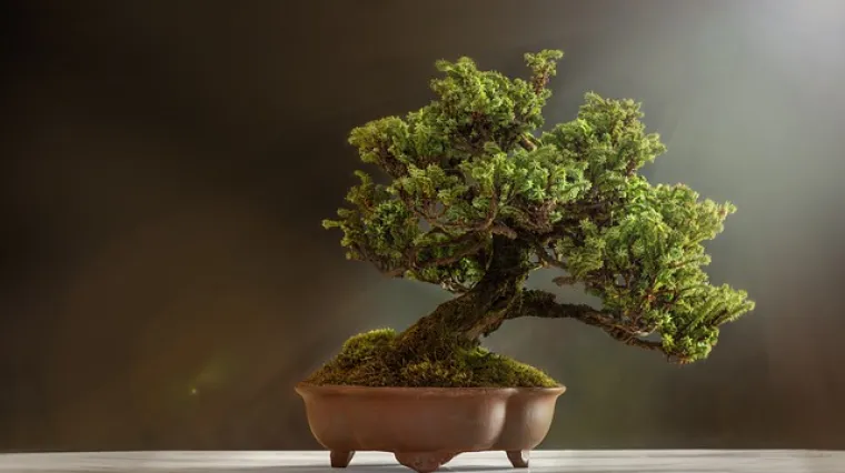Savjeti za presađivanje bonsai drvca