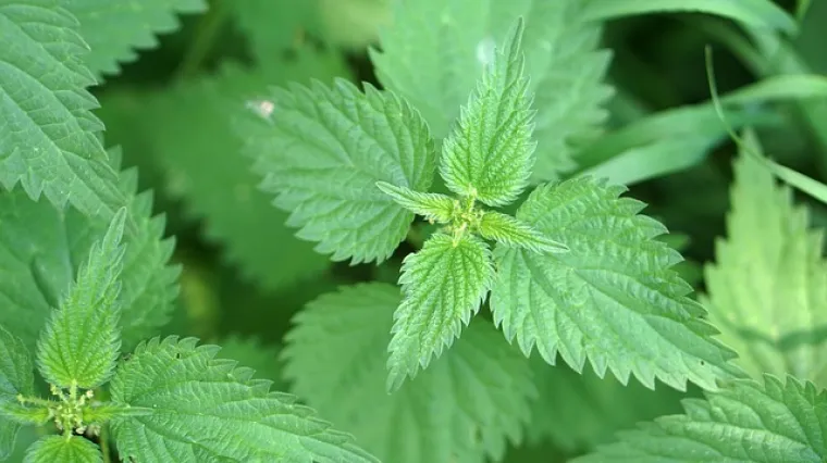 Kako izgleda priprema koprive za jelo?