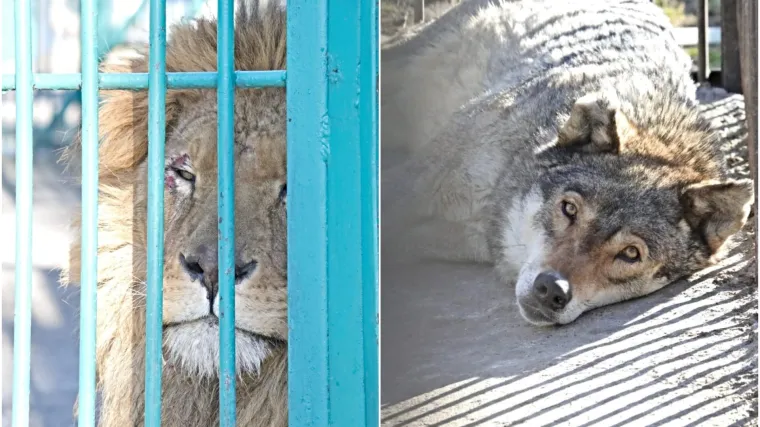 FOTO Hrvatska udruga nakon vi&scaron;ednevne drame uspjela izvući lava i vučicu iz Ukrajine: 'Bila je to utrka s vremenom'