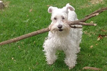 Šnaucer mali - osnovne osobine i karakteristike