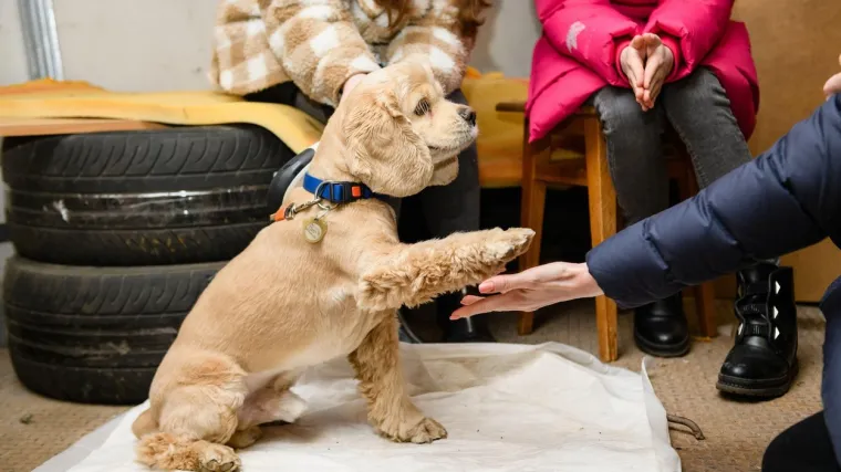 Zbog straha da očajna i izgladnjela ruska vojska jede kućne ljubimce pokrenuta velika akcija
