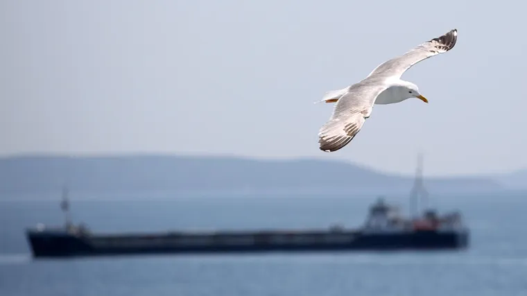 Zadar nema plan za galebove koji Dalmatincima vi&scaron;e nisu simpatični: 'Oni su simbol Jadrana, ali uni&scaron;tavaju i agresivni su'