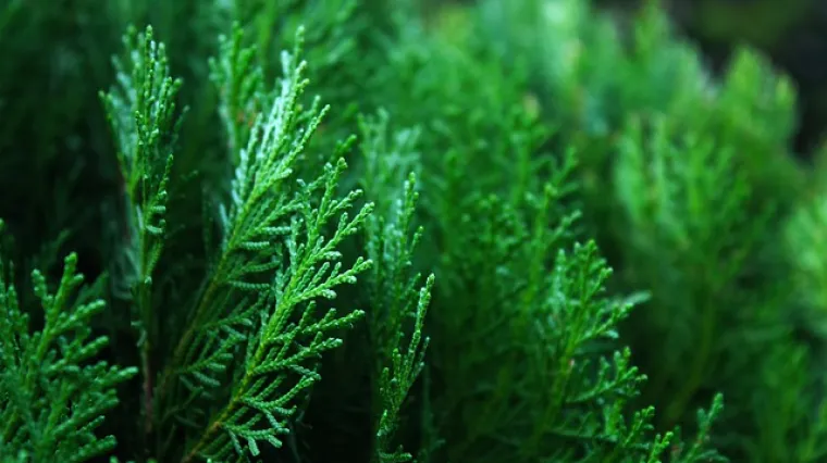 Osnovne karakteristike običnog čempresa