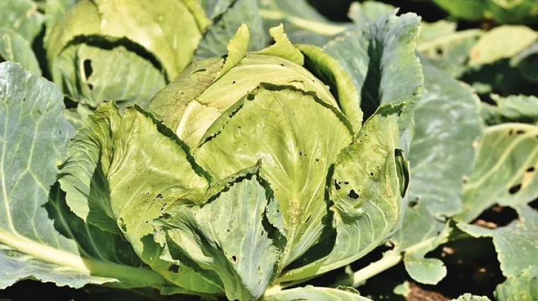 Koja je najbolja prirodna za&scaron;tita kupusa od gusjenica?