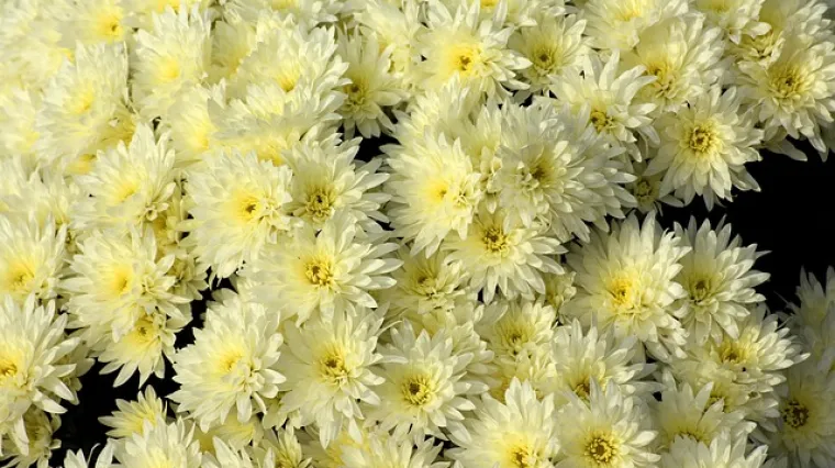 Mini krizantema - uzgoj i sadnja