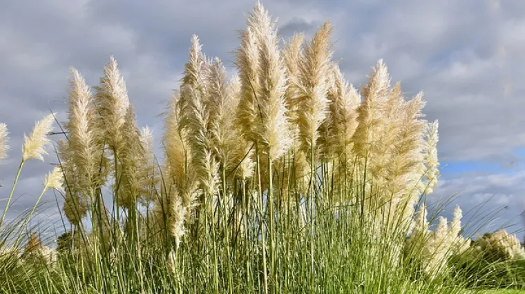 Mini pampas trava - osnovne karakteristike i sadnja