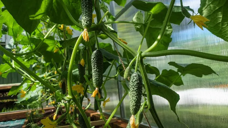 Koje su najče&scaron;će bolesti krastavaca?