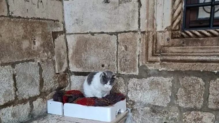 Dubrovčani stali u obranu mačke beskućnice koja 18 godina boravi u centru grada. Muzejima sru&scaron;ili ocjenu: 'Sramite se, primitivci'
