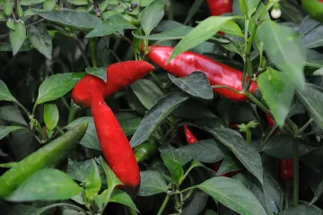 Kako napraviti domaći ljuti umak?