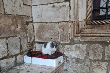 Mezimica Anastazija ruši ocjene dubrovačkih muzeja: 'Cijeli svijet vas sada zna po okrutnosti prema mački'