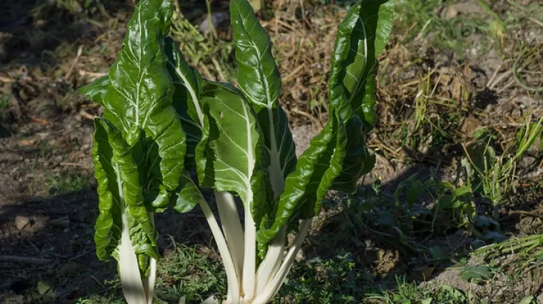 Kada je najbolje vrijeme za sadnju blitve?