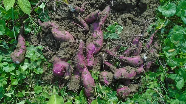 Kada se sadi batat? U kojem mjesecu se sadi batat?